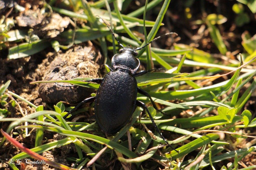 Carabidae: Carabus rossii